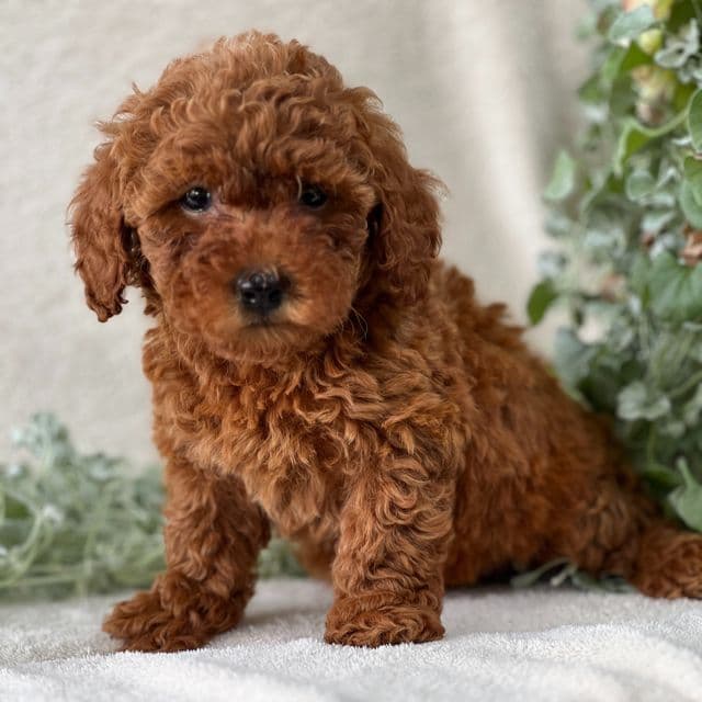Tess - Goldendoodle Female