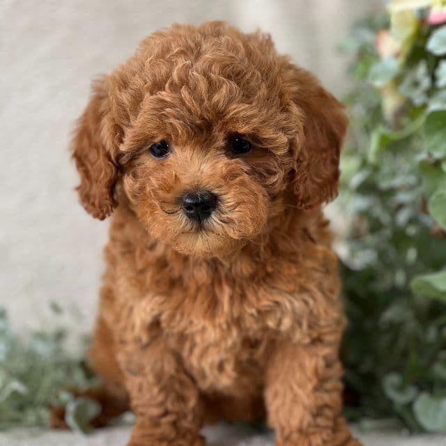 Twinkle - Goldendoodle Female