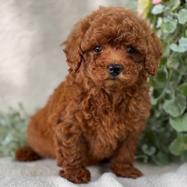 Tina - Goldendoodle Female