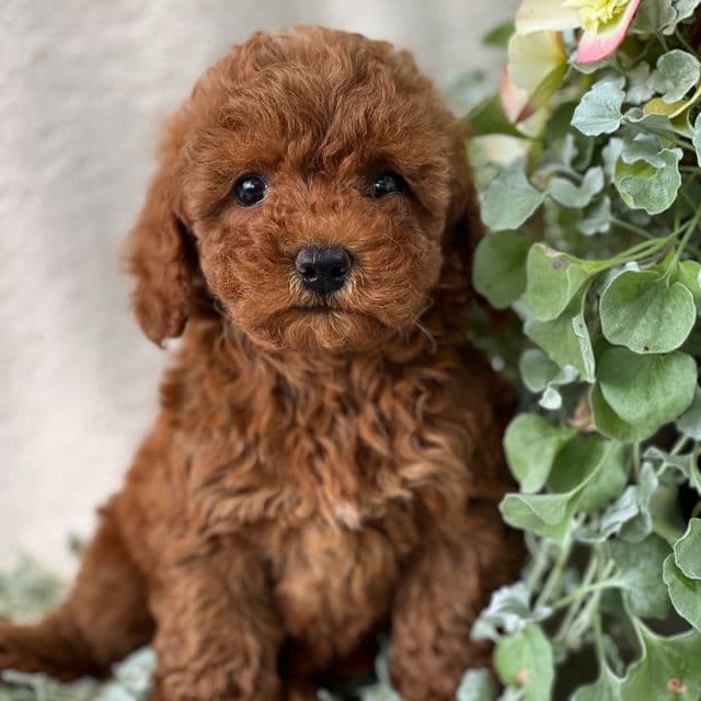 Tiara - Goldendoodle Female