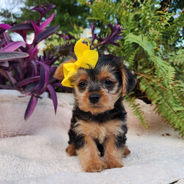 Lilly - Yorkshire Terrier Female