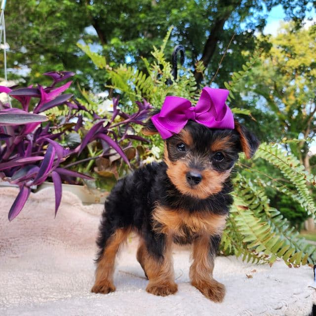 Kylie - Yorkshire Terrier Female