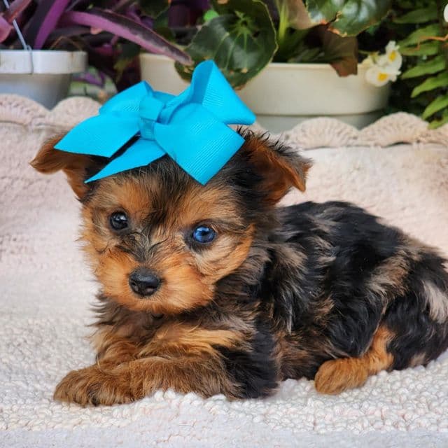 Elsa - Yorkshire Terrier Female