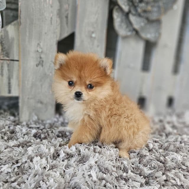 Mr Puff - Pomeranian Male