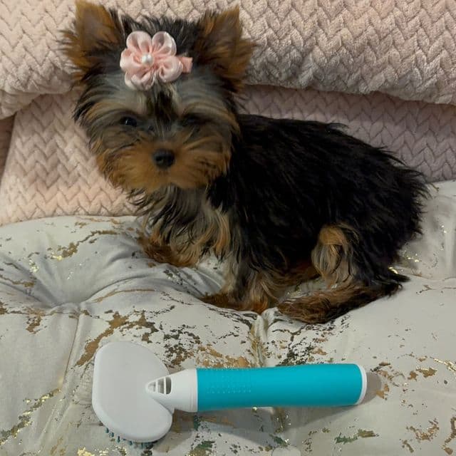 Micro Bella Rose - Yorkshire Terrier Female
