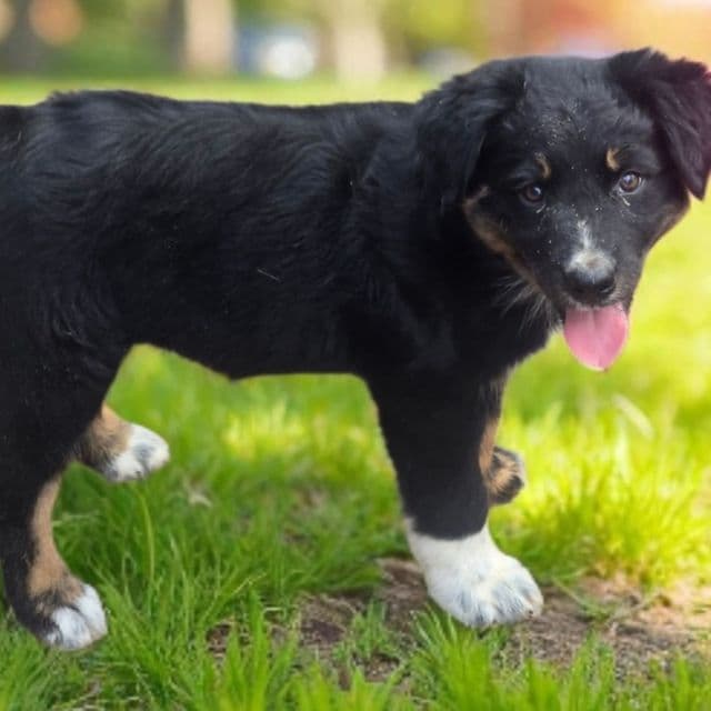 Haddie - Australian Shepherd Female