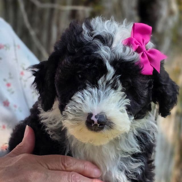 Tasha- mini - Sheepadoodle Female