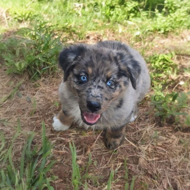 Hayes - Australian Shepherd Male