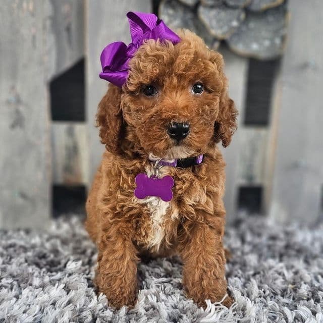 Lilly - Toy Poodle Female