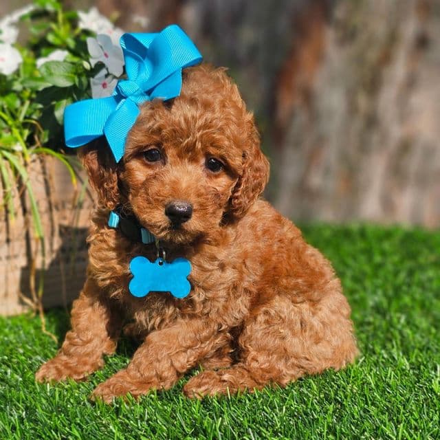 Scarlet - Goldendoodle Female