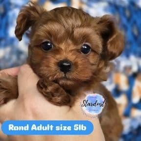 Rand - Yorkipoo Male