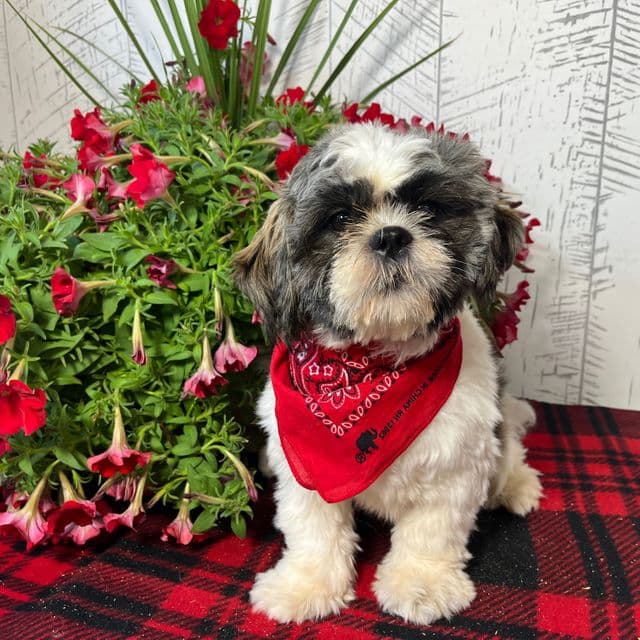 Simba - Shih Tzu Male