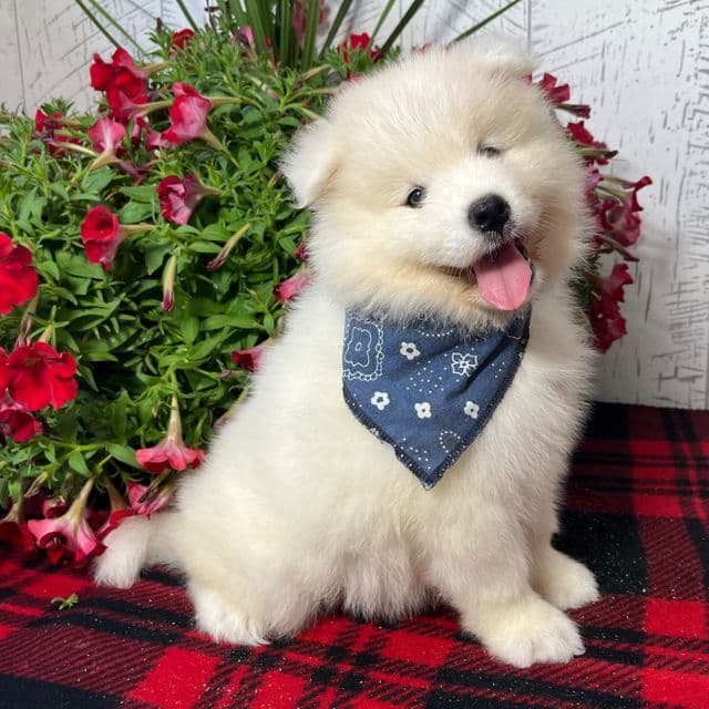 Jax - Samoyed Male