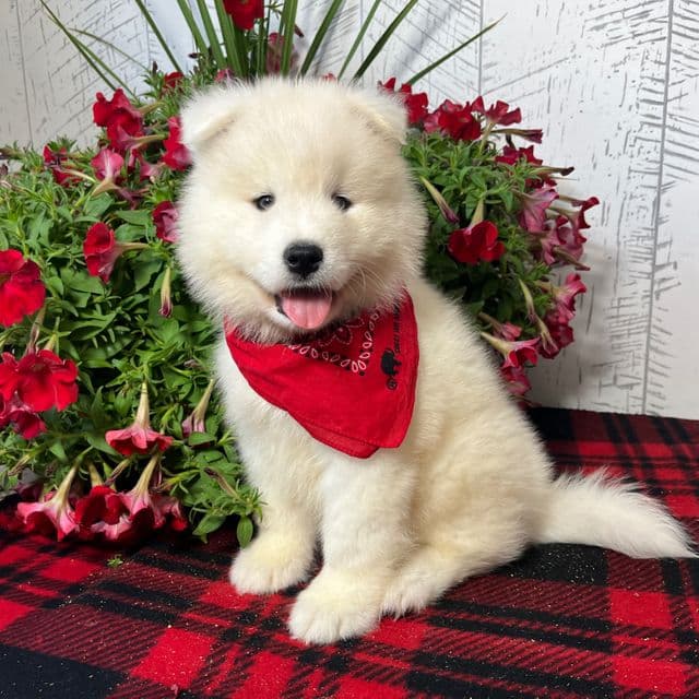 Charlie - Samoyed Male