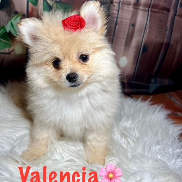 Valencia - Pomeranian Female