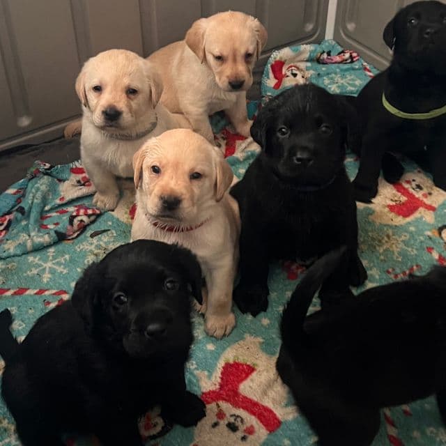 Yellow - Labrador Retriever Female