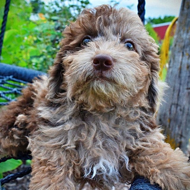 Bentley - Havapoo Male