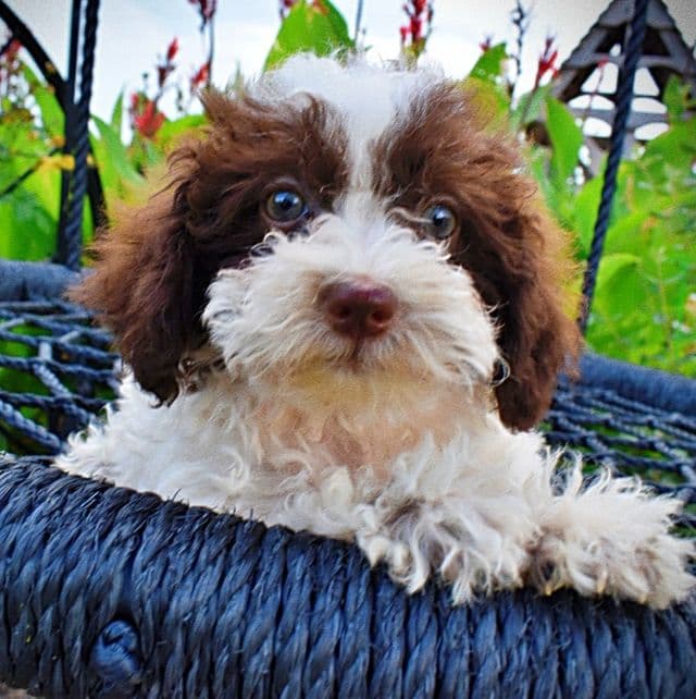 Bella - Havapoo Female
