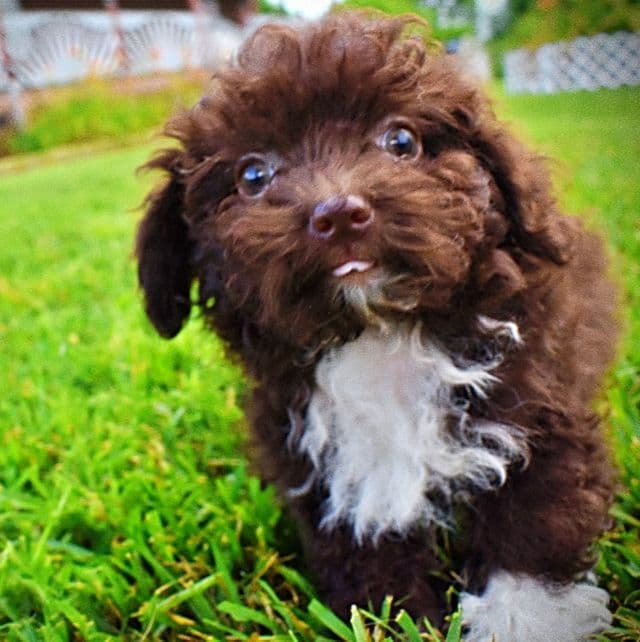 Benson - Havapoo Male