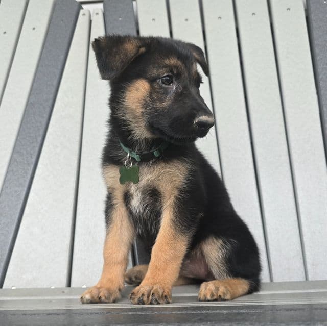 Honey Bee - German Shepherd Dog Female