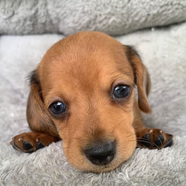 Baby Charlie ~! - Dachshund Male