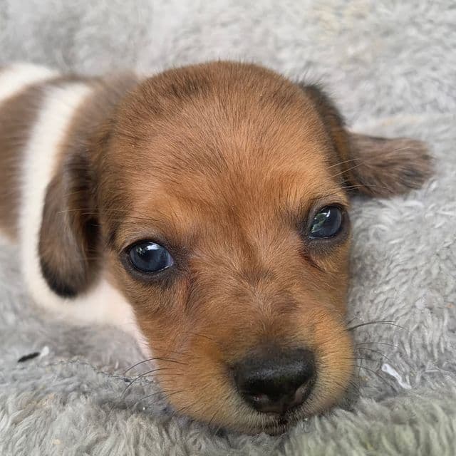 Baby Cooper ~! - Dachshund Male