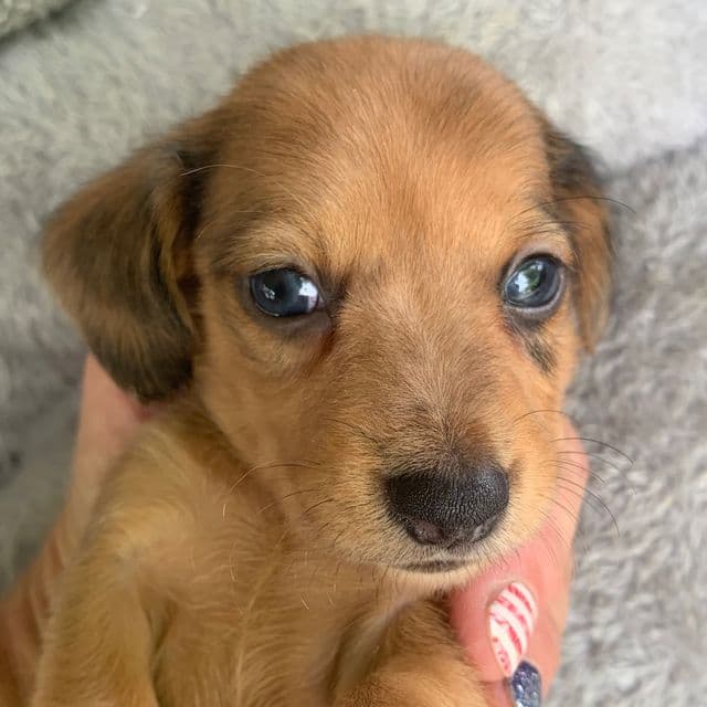 Baby Cosmo ~! - Dachshund Male