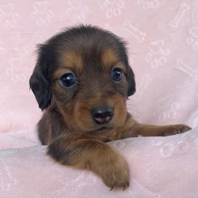 Baby Callie  - Dachshund Female