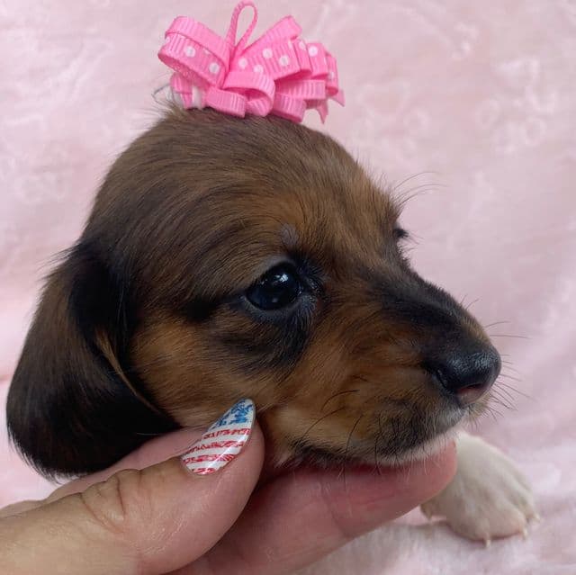 Baby Cleo ~! - Dachshund Female