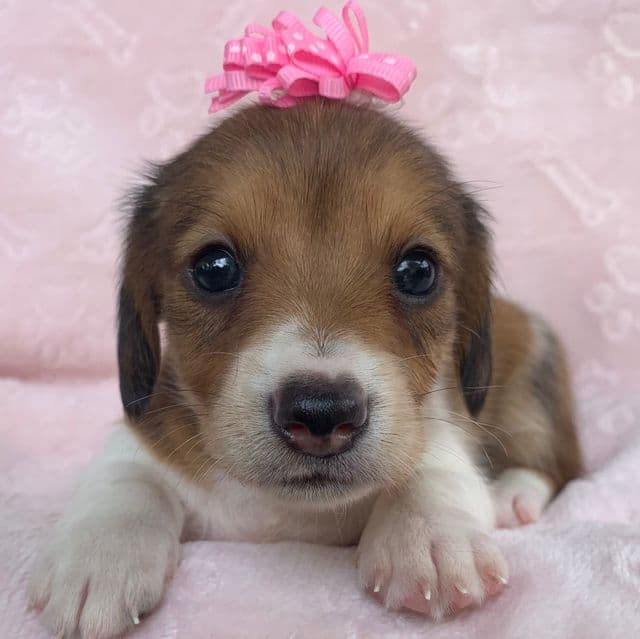 Baby Clover ~! - Dachshund Female