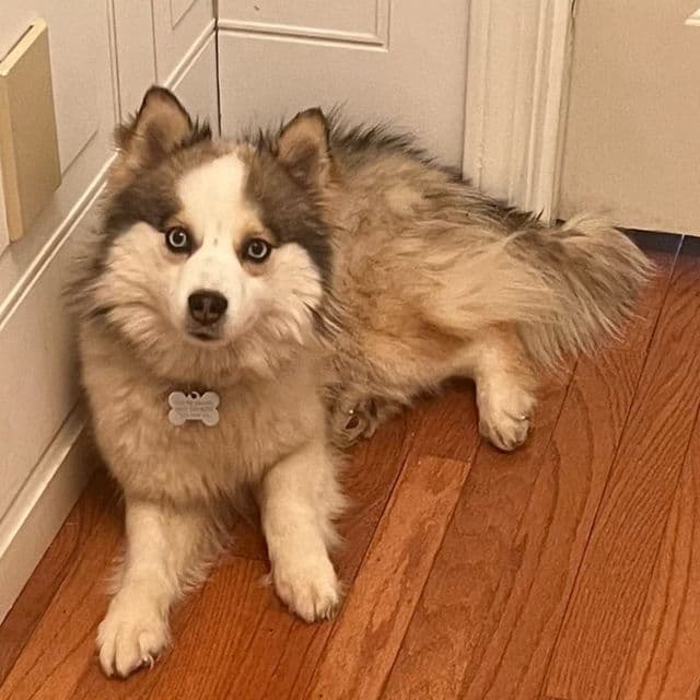 Ariel - Pomsky Male