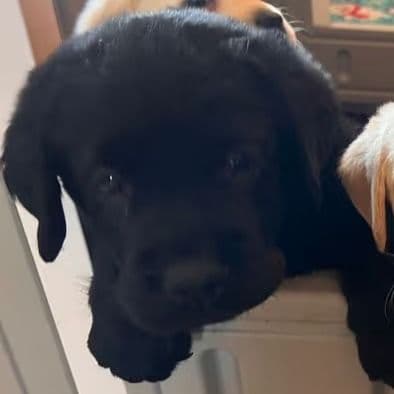 Yellow - Labrador Retriever Female