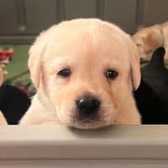 Molly - Labrador Retriever Female
