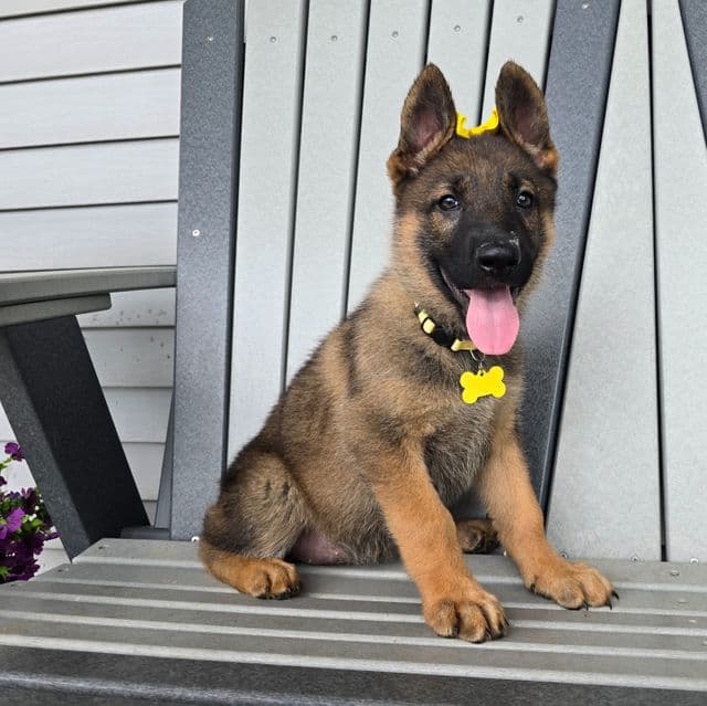 Chloe - German Shepherd Dog Female