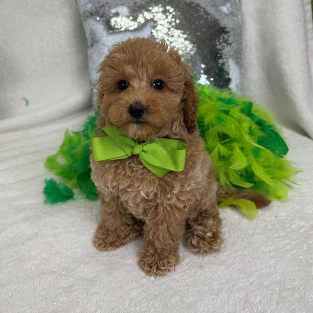 Chloe's Green Boy - Maltipoo Male