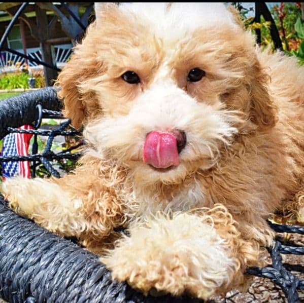Whisky - Havapoo Male