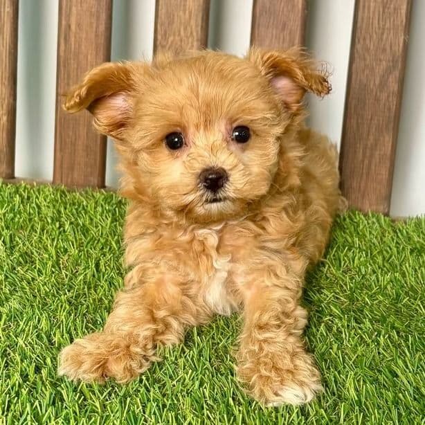 Milo - Maltipoo Male