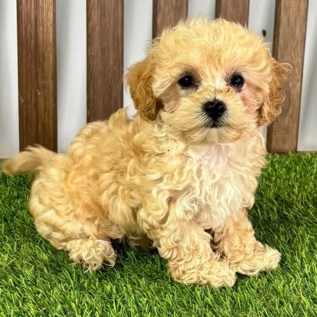 Mateo - Maltipoo Male