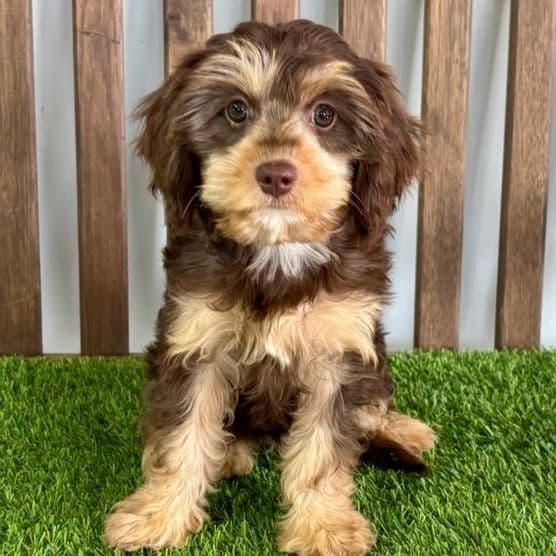 Dexter - Cavapoo Male