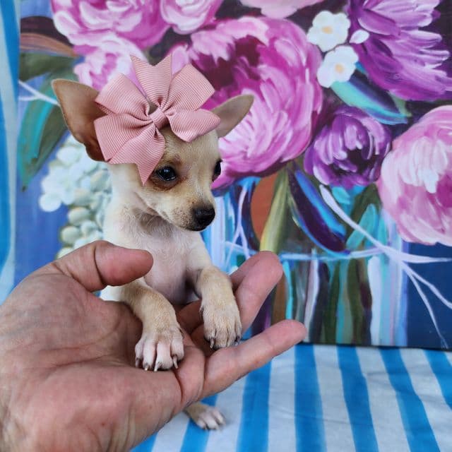 Teacup TinkerBell - Chihuahua Female