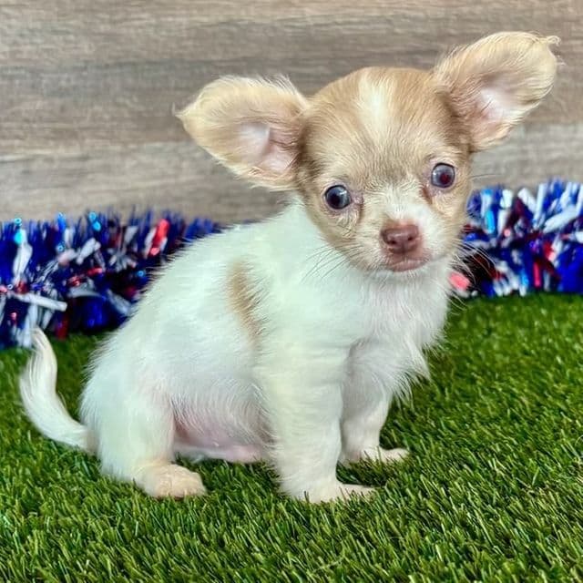 Lenny - Chihuahua Male