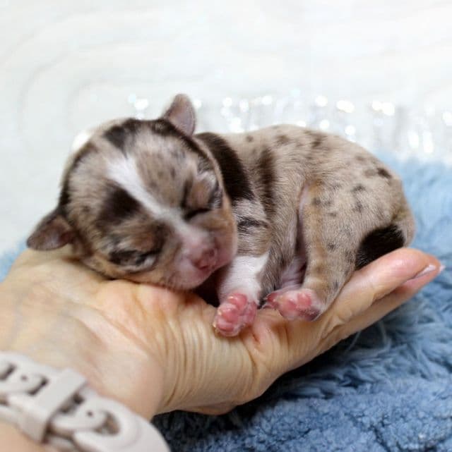 Cooper - Chihuahua Male