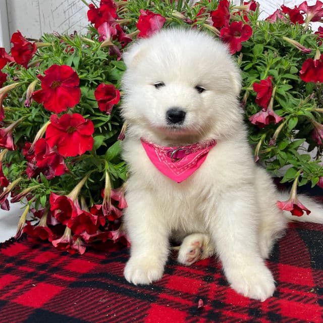 Bonnie - Samoyed Female