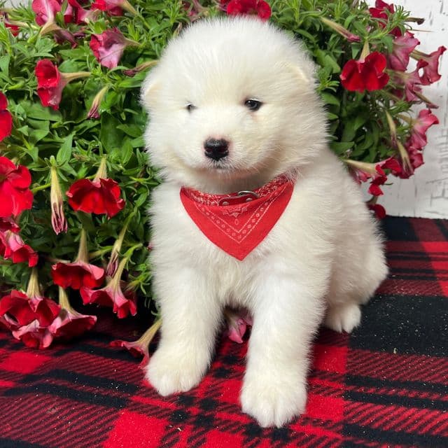 Chloe - Samoyed Female