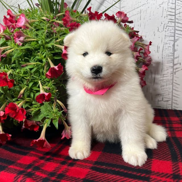 Perla - Samoyed Female