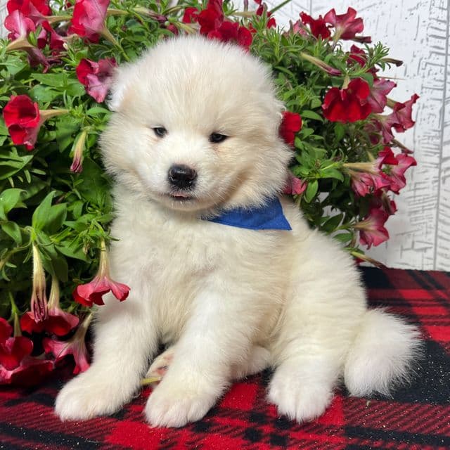 Waldo - Samoyed Male