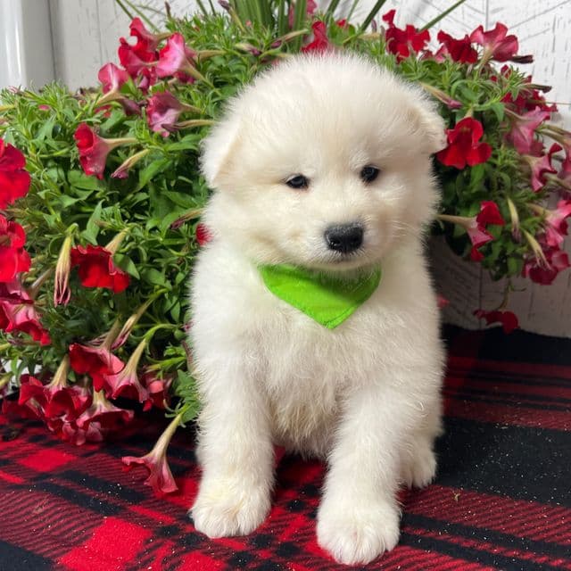 Gizmo - Samoyed Male