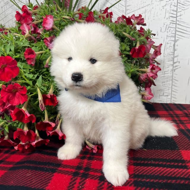 Fletcher *Pending Pickup* - Samoyed Male