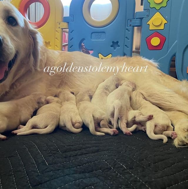 Boy 3  - Golden Retriever Male