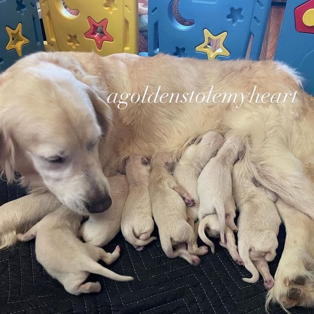 Girl 2  - Golden Retriever Female